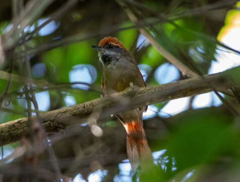 Image of Rufous-capped Spinetail