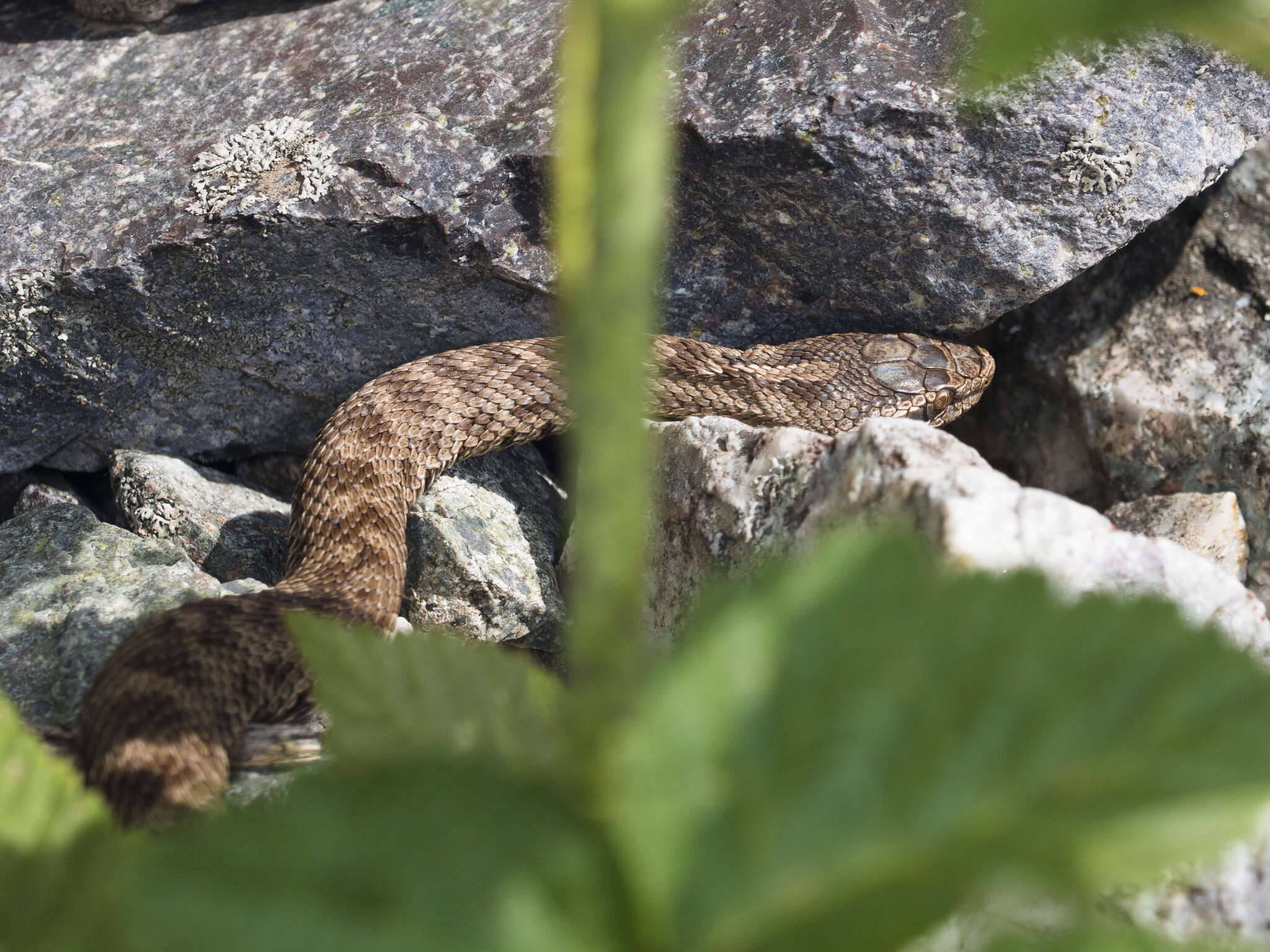 Plancia ëd Gloydius halys caraganus (Eichwald 1831)