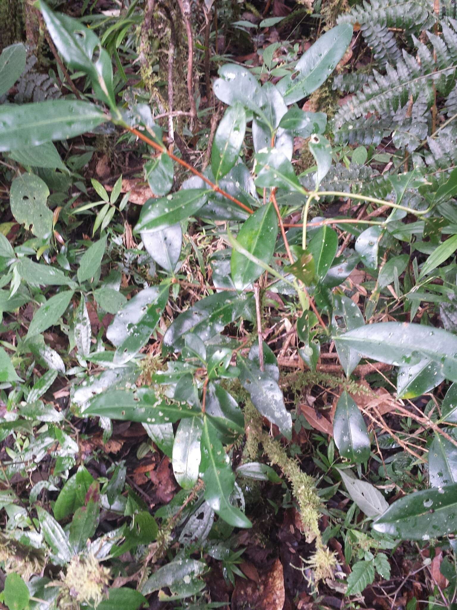 Image de Coffea mangoroensis Portères