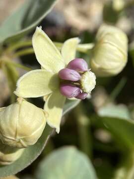 Image of Davis' milkweed