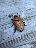 Image of Grapevine Beetle