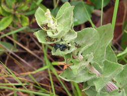 Image of Mikania sessilifolia DC.