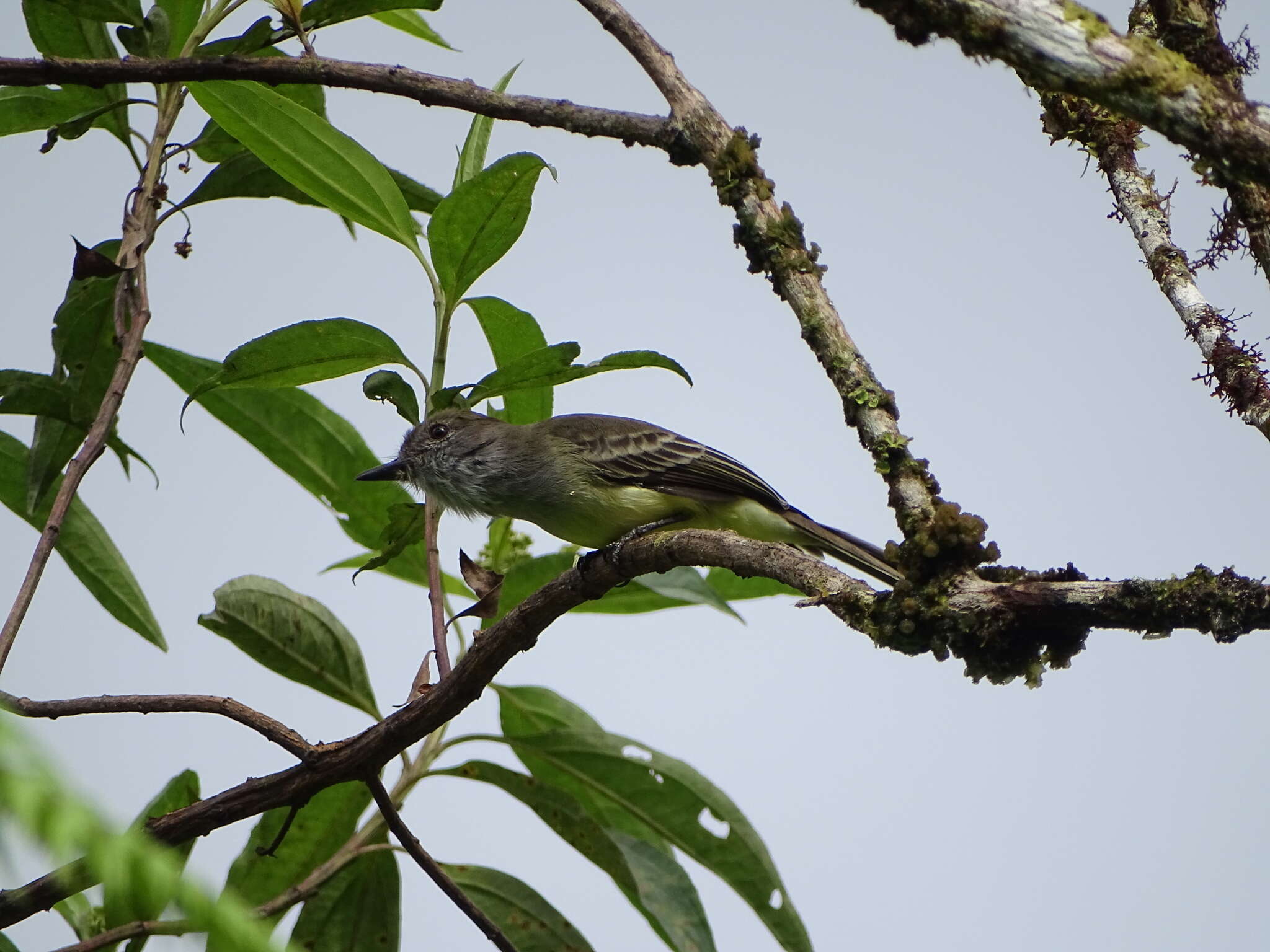 Image of Pale-edged Flycatcher