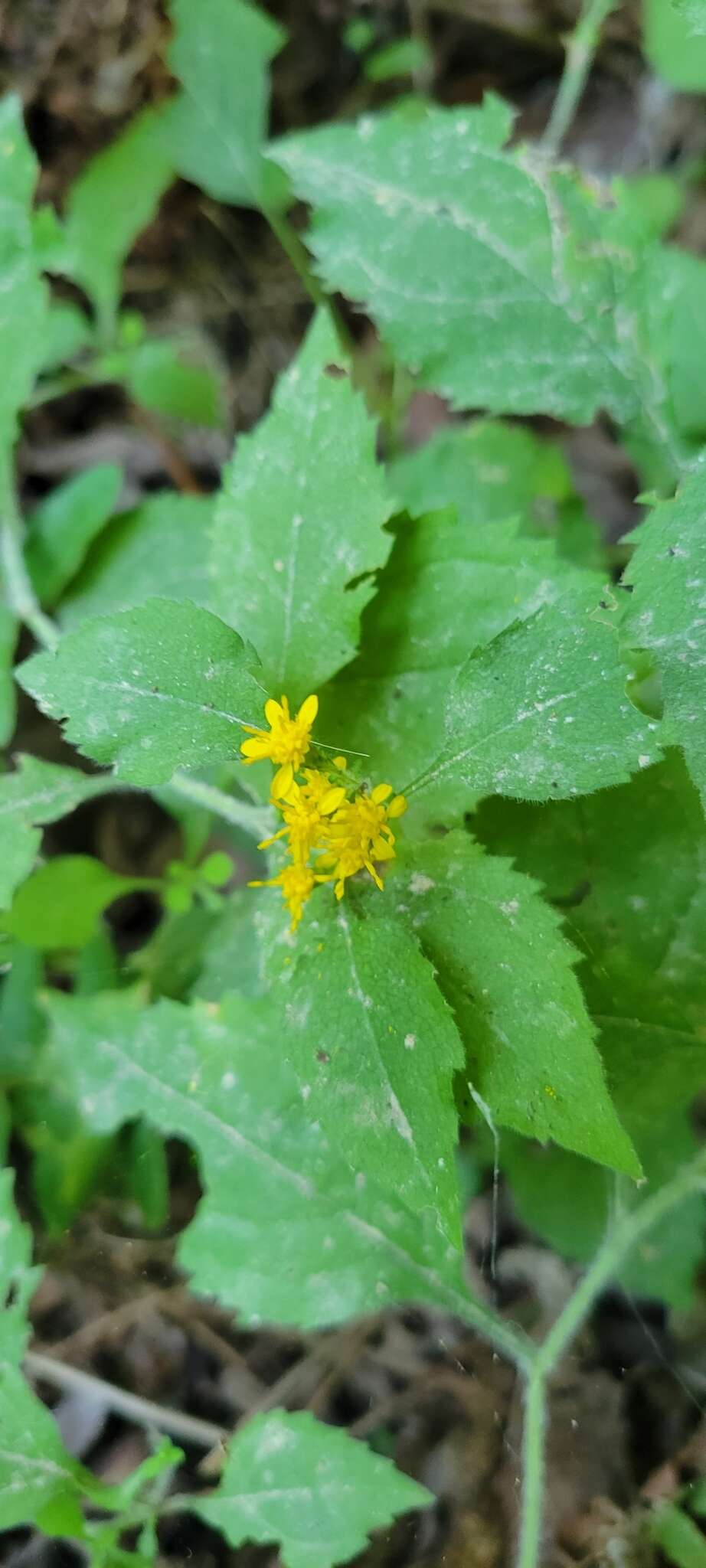 Plancia ëd Solidago albopilosa L. Braun