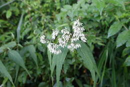 Image of Eupatorium formosanum Hayata