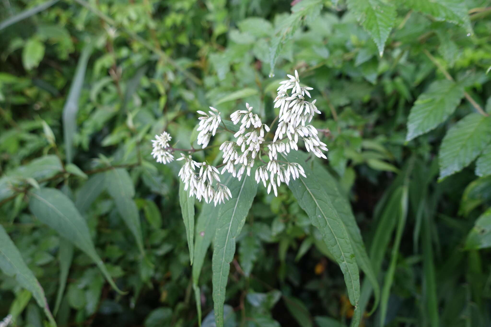 Image of Eupatorium formosanum Hayata