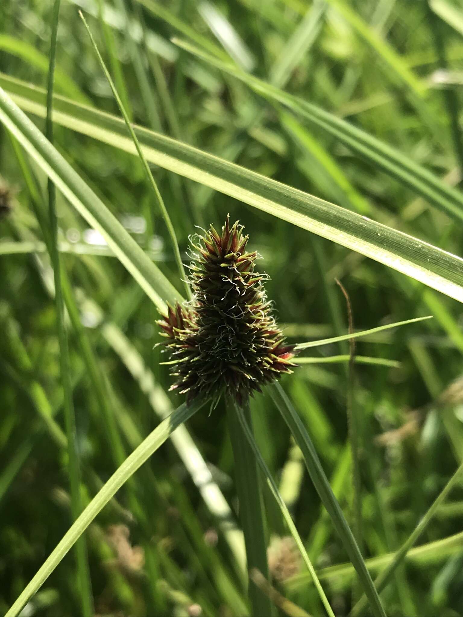 Image of Cyperus bracheilema (Steud.) Mattf. & Kük.