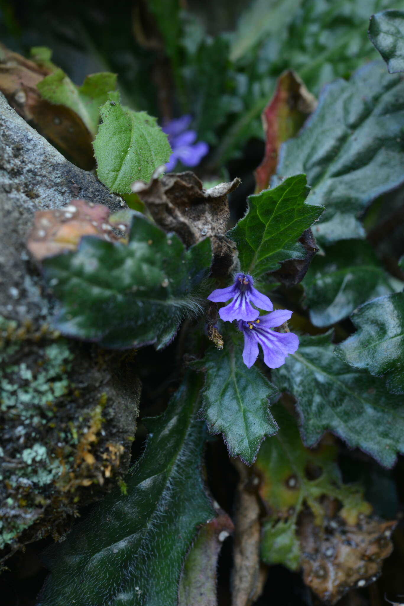 Image of Ajuga decumbens Thunb.