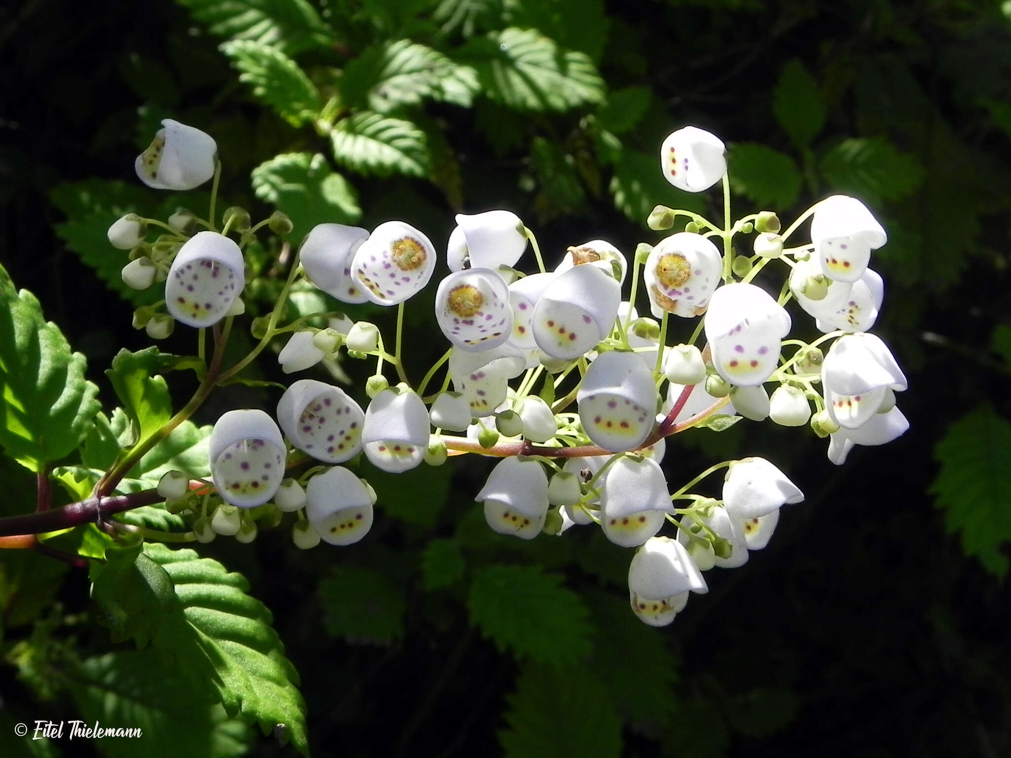 Image of Jovellana punctata Ruiz & Pav.