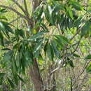 Image de Sideroxylon salicifolium (L.) Lam.