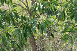 Image de Sideroxylon salicifolium (L.) Lam.