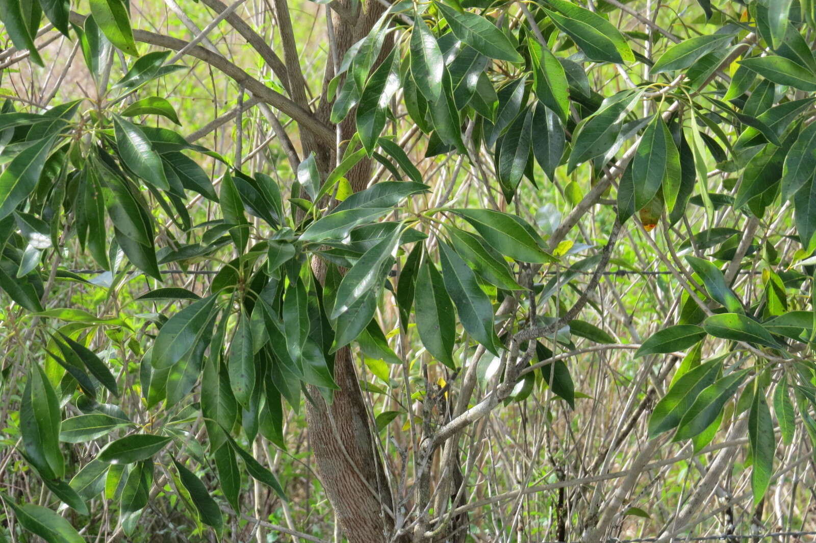 Image de Sideroxylon salicifolium (L.) Lam.