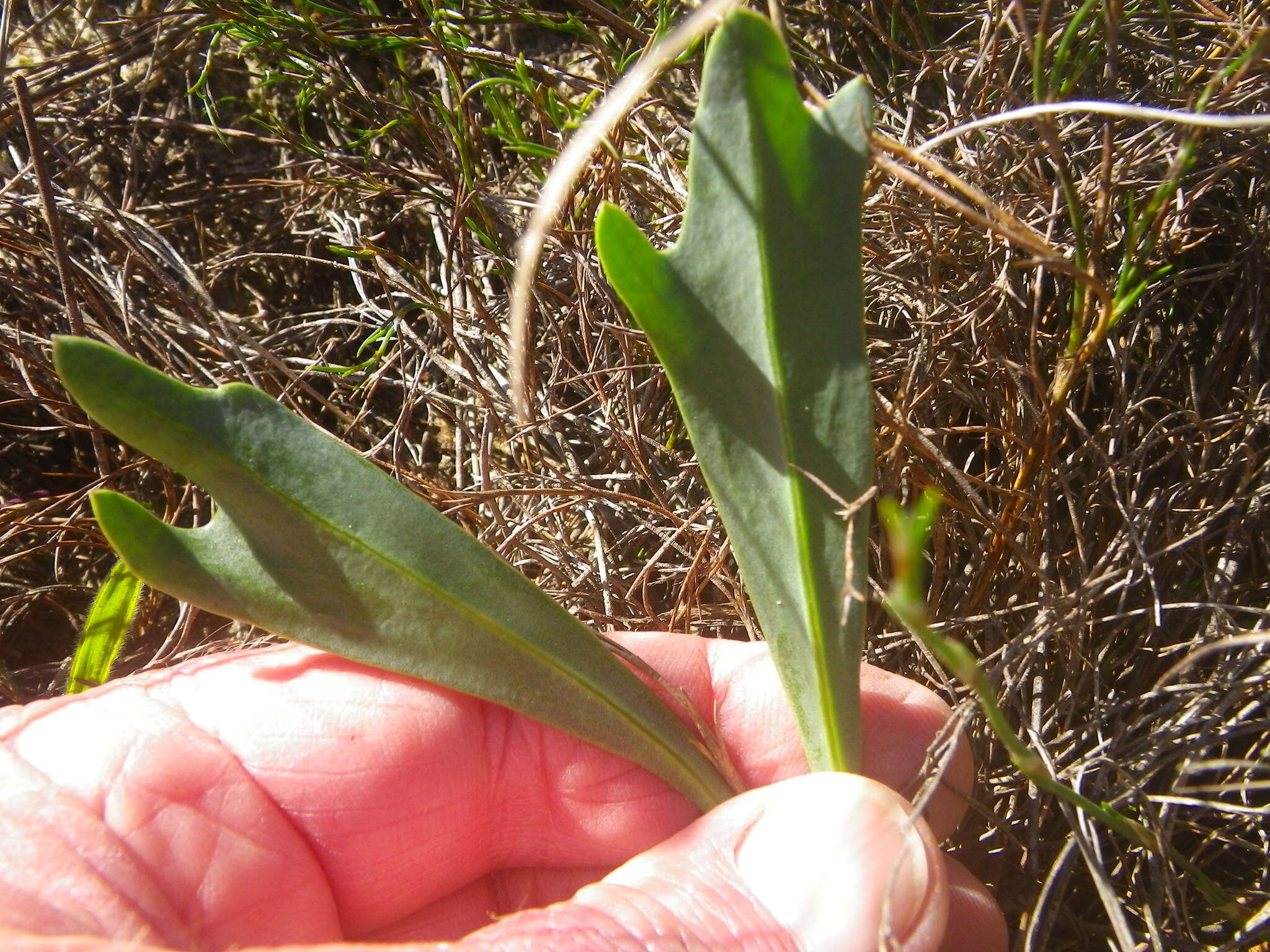 Image of Othonna digitata L. fil.