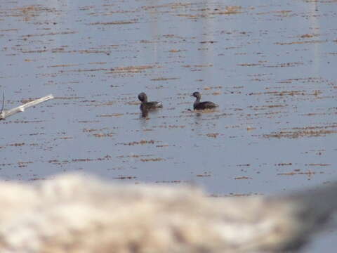 Image of Least Grebe