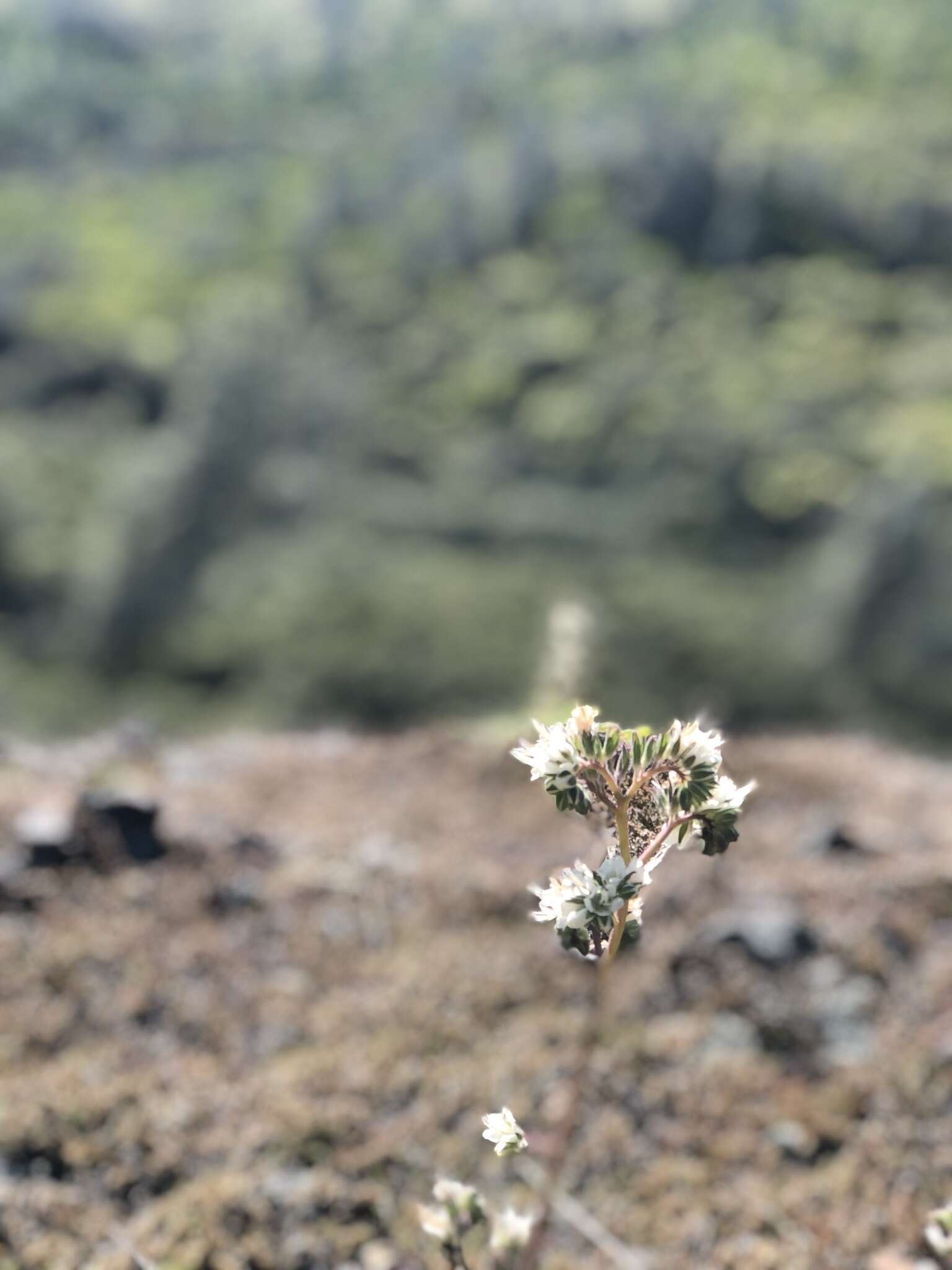 Image of Kaweah River phacelia