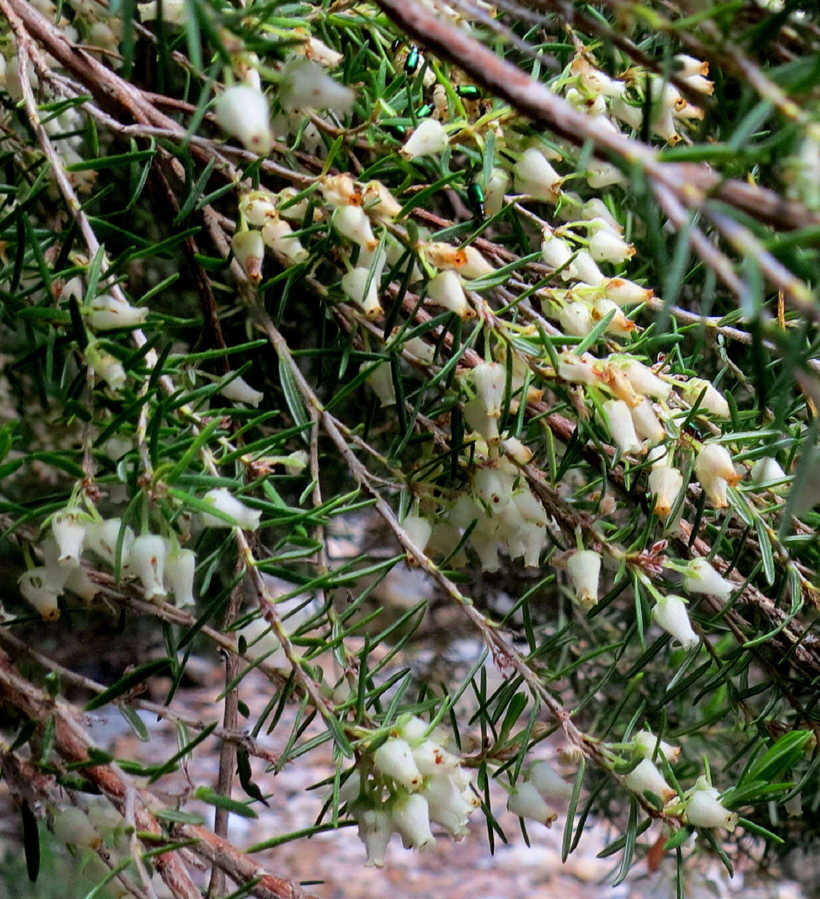 Image of Erica caffra var. caffra