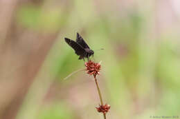 Image of Zarucco Duskywing