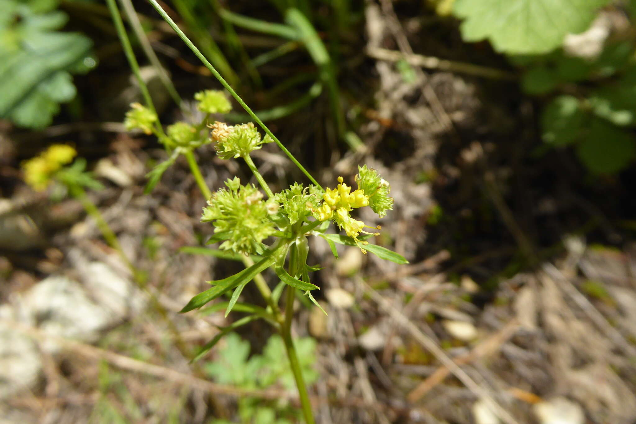 Plancia ëd Sanicula graveolens Poepp. ex DC.