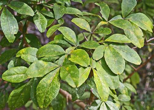 Image of Wild citrus