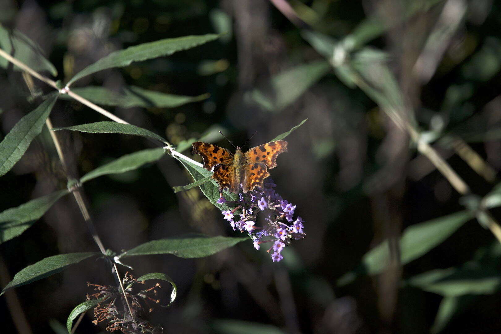 Image of Comma