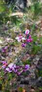 Image de Boronia fastigiata Bartl.