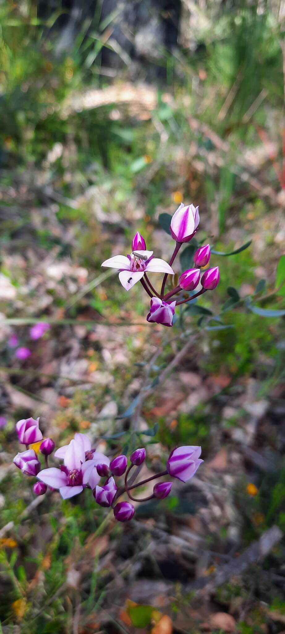 Image de Boronia fastigiata Bartl.