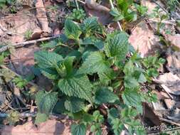 Image of Lamium album subsp. barbatum (Siebold & Zucc.) Mennema