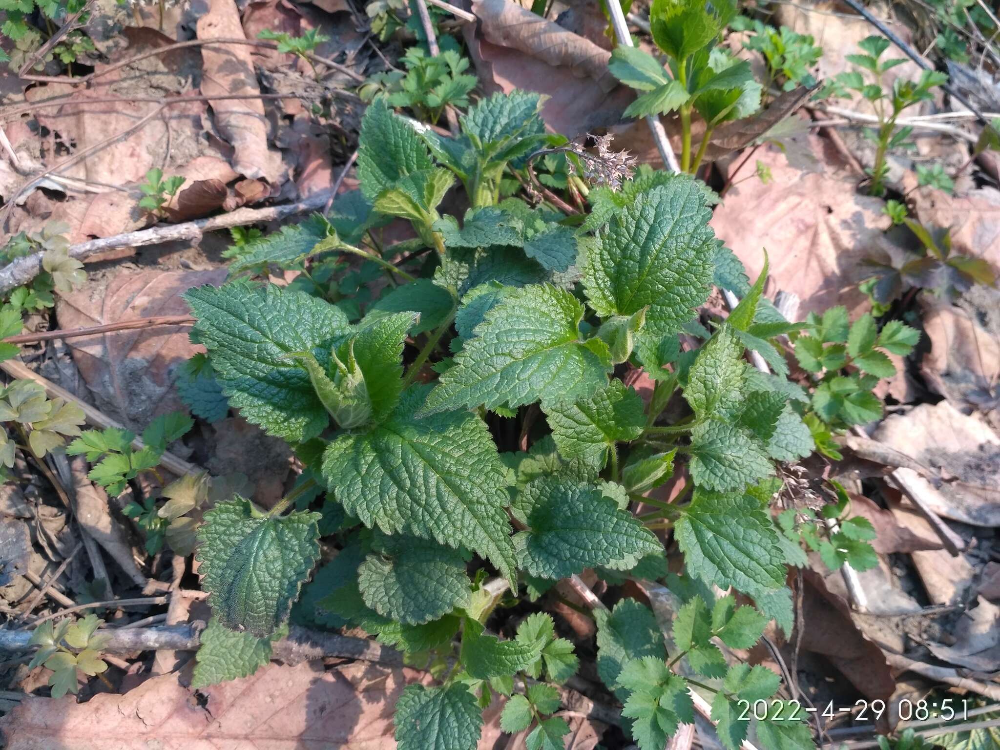 Imagem de Lamium album subsp. barbatum (Siebold & Zucc.) Mennema