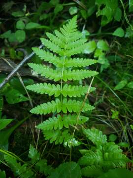 Image of Clinton's woodfern