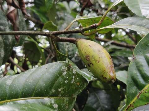 Palaquium ellipticum (Dalzell) Baill. resmi