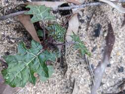 Image of Solanum prinophyllum Dun.