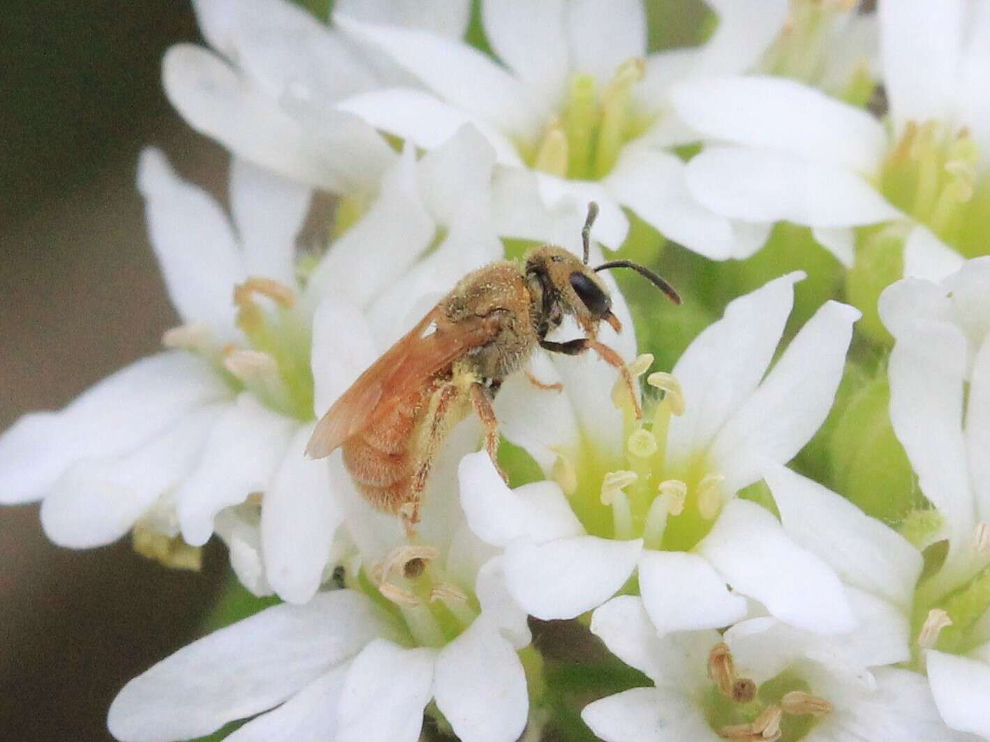 Image of Viereck's Dialictus