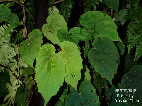 Image of Begonia pinglinensis C. I Peng