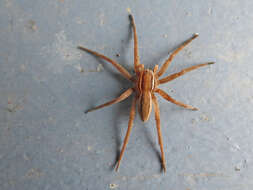 Plancia ëd Dolomedes striatus Giebel 1869