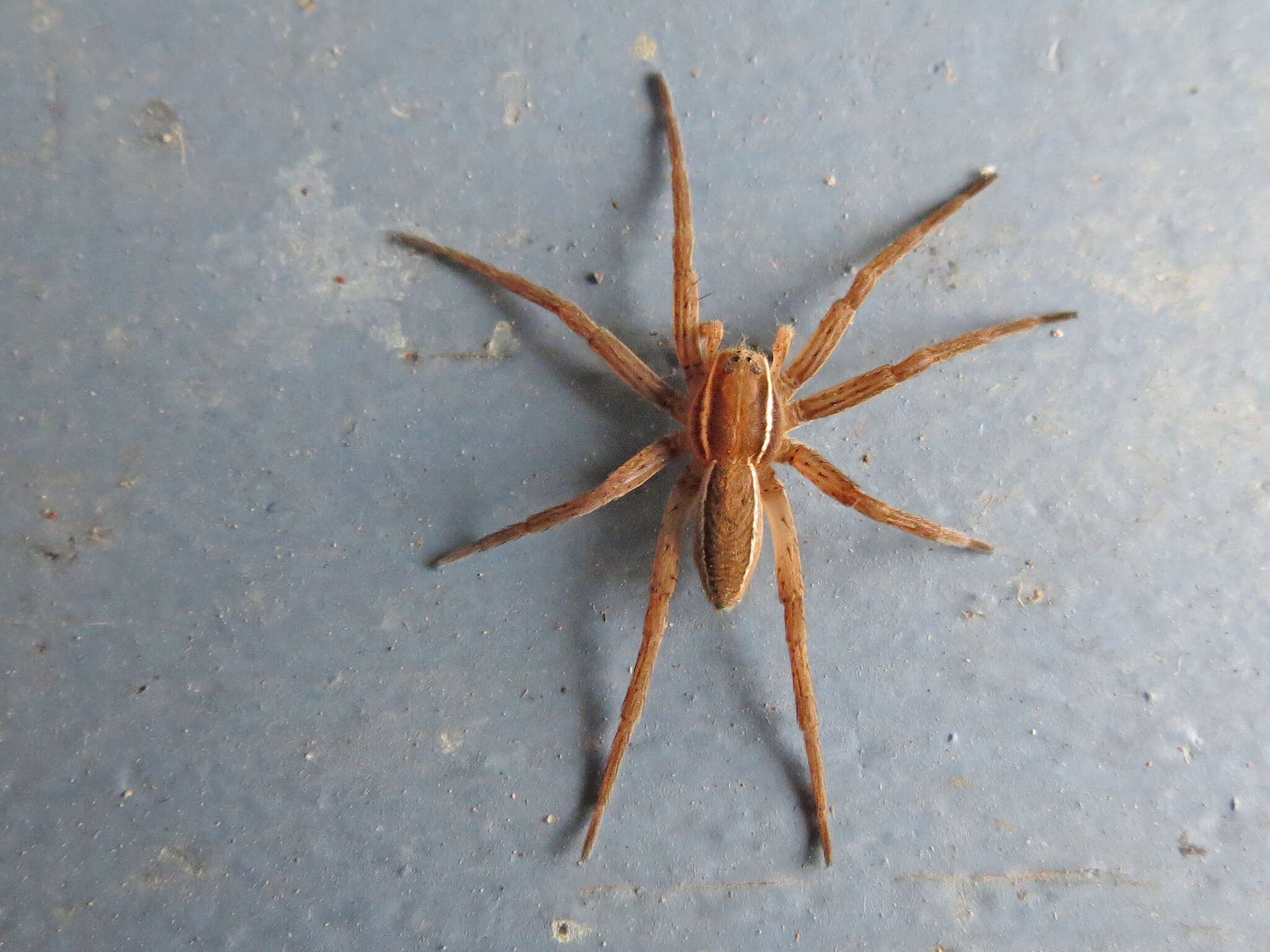 Image of Dolomedes striatus Giebel 1869