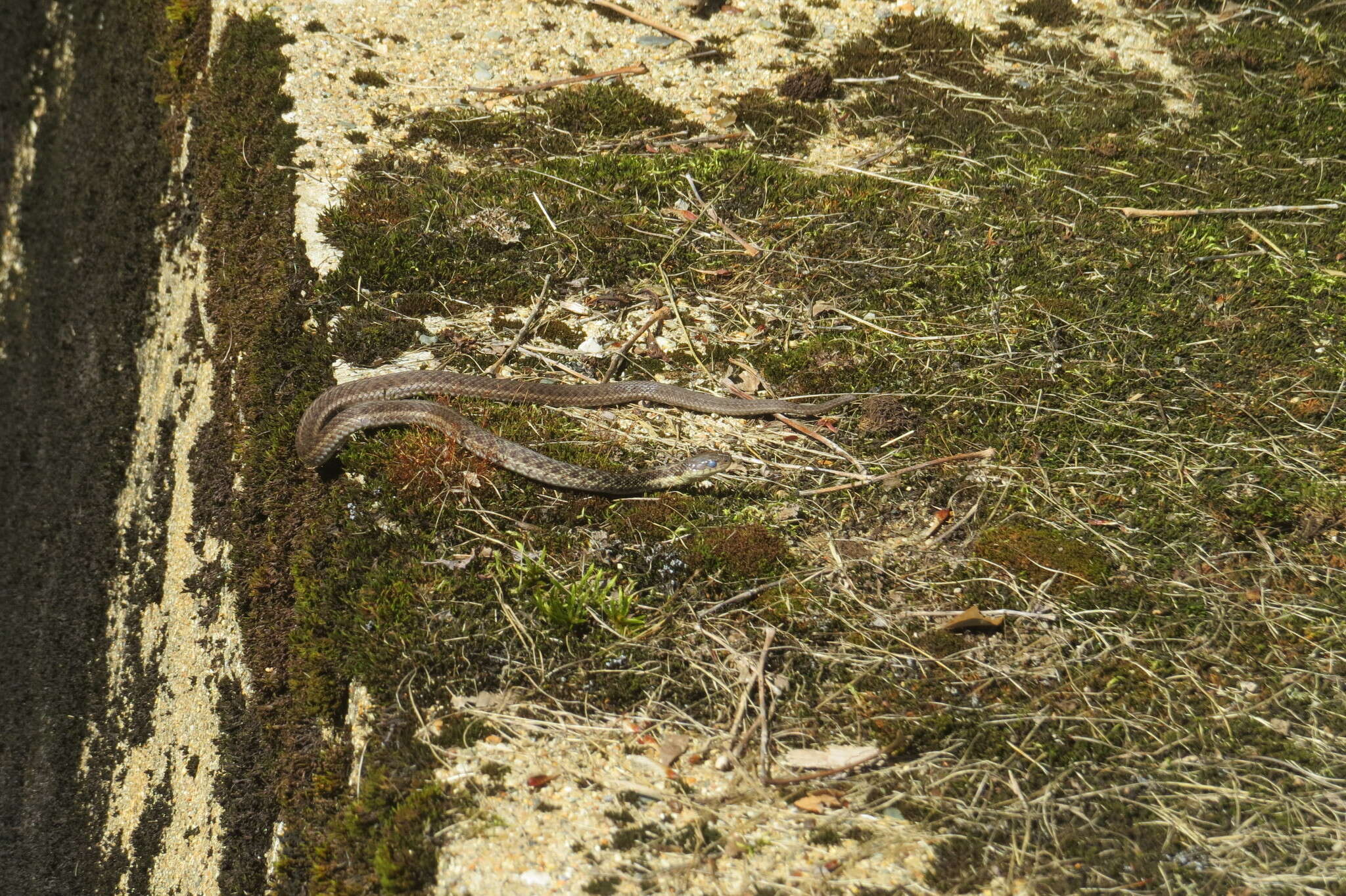 Image of Thamnophis sirtalis pallidulus Allen 1899