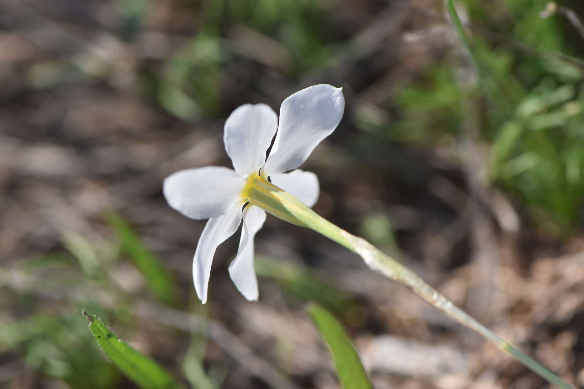 Image of Narcissus serotinus L.