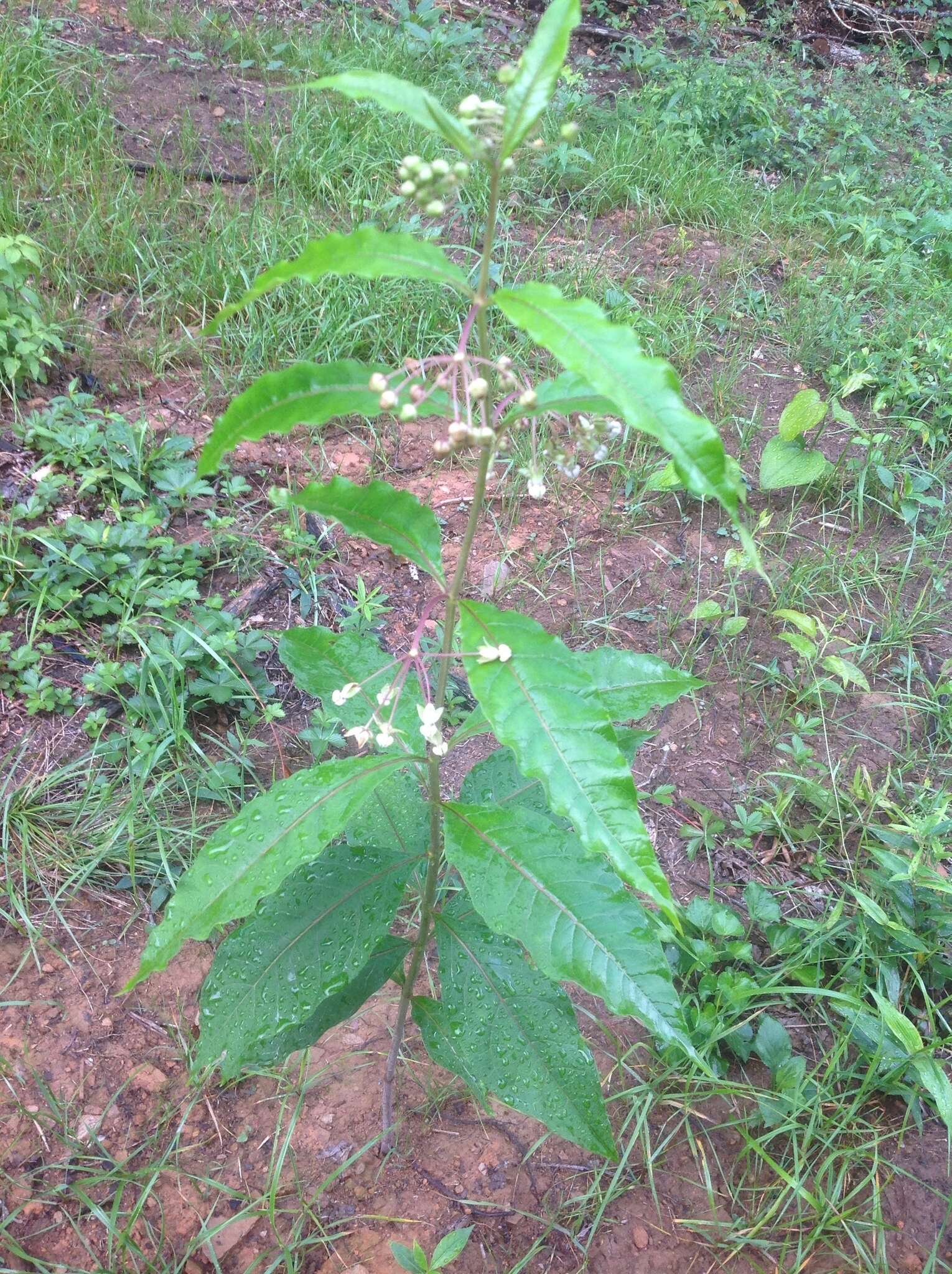 Image of poke milkweed