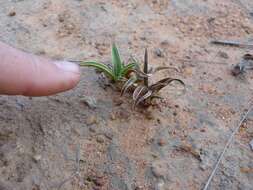 Image de Xerophyta humilis (Baker) T. Durand & Schinz