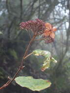 Sivun Hydrangea aspera Buch.-Ham. ex D. Don kuva