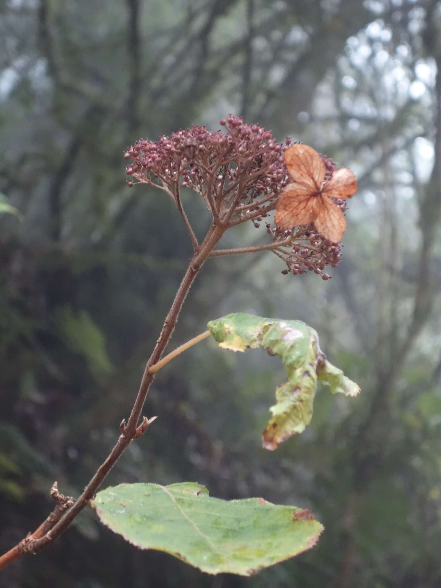 Sivun Hydrangea aspera Buch.-Ham. ex D. Don kuva