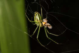 Image of Leucauge celebesiana (Walckenaer 1841)