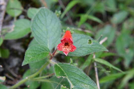 Image of Kohleria rugata (Scheidw.) L. P. Kvist & L. E. Skog