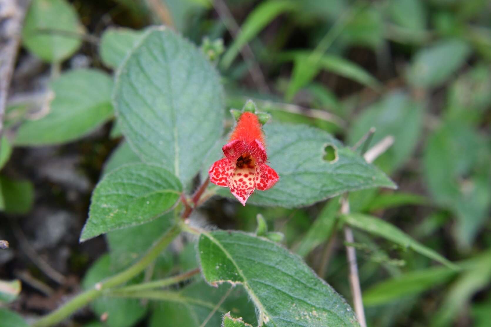 Imagem de Kohleria rugata (Scheidw.) L. P. Kvist & L. E. Skog