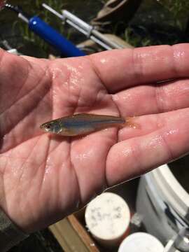 Image of Sand Shiner