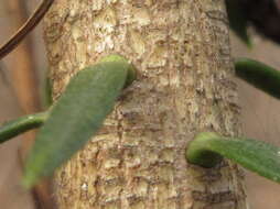 Image of Manchurian Fir