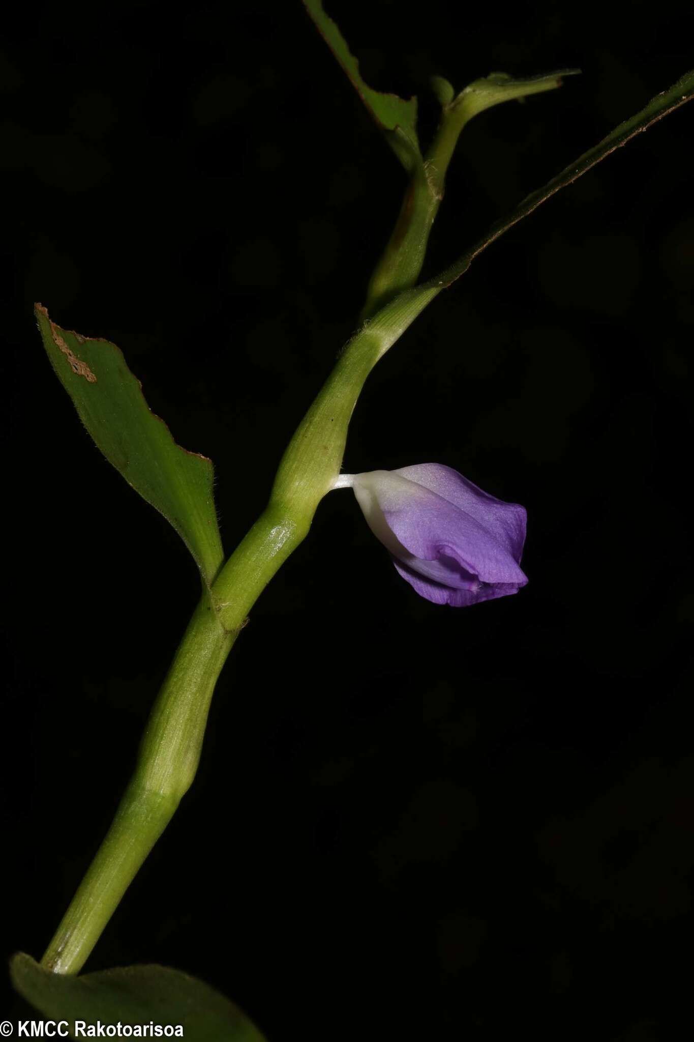 Image de Coleotrype synanthera H. Perrier