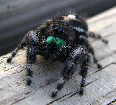 Phidippus audax (Hentz 1845) resmi