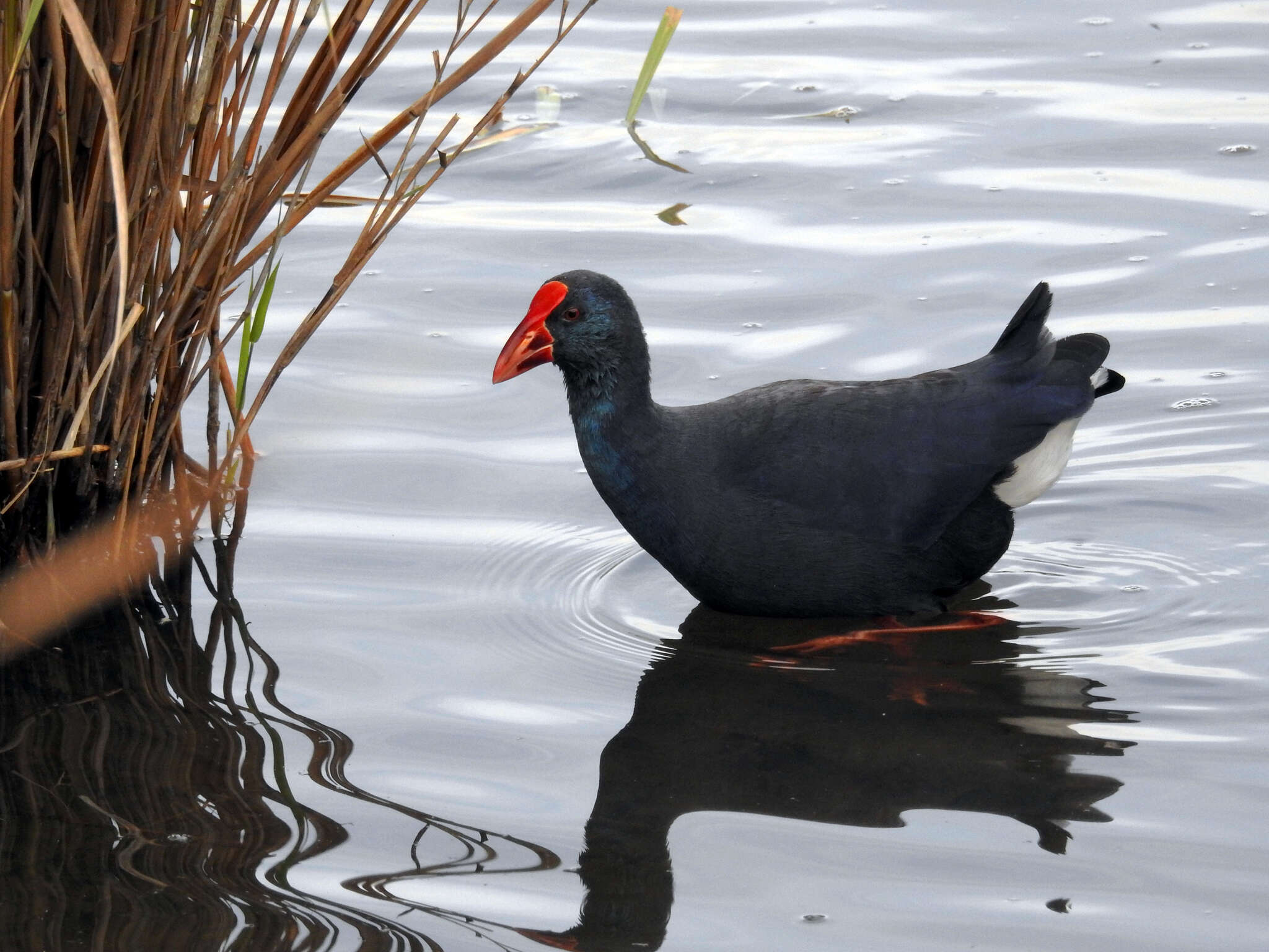 Image of Purple Swamphen