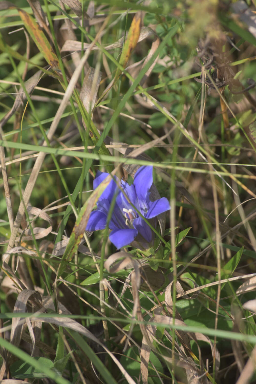 Image de Gentiana puberulenta J. S. Pringle